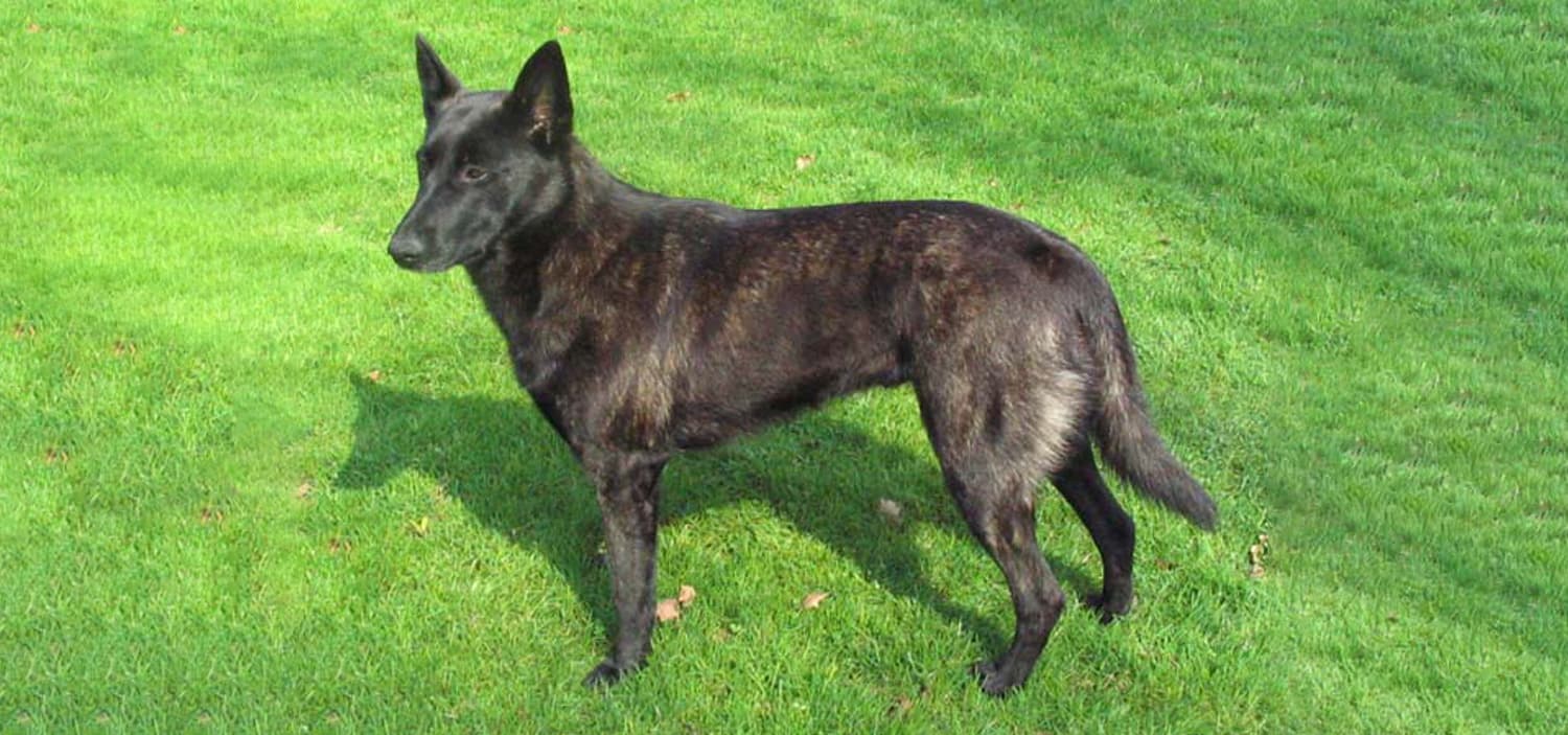 berger hollandais caractère