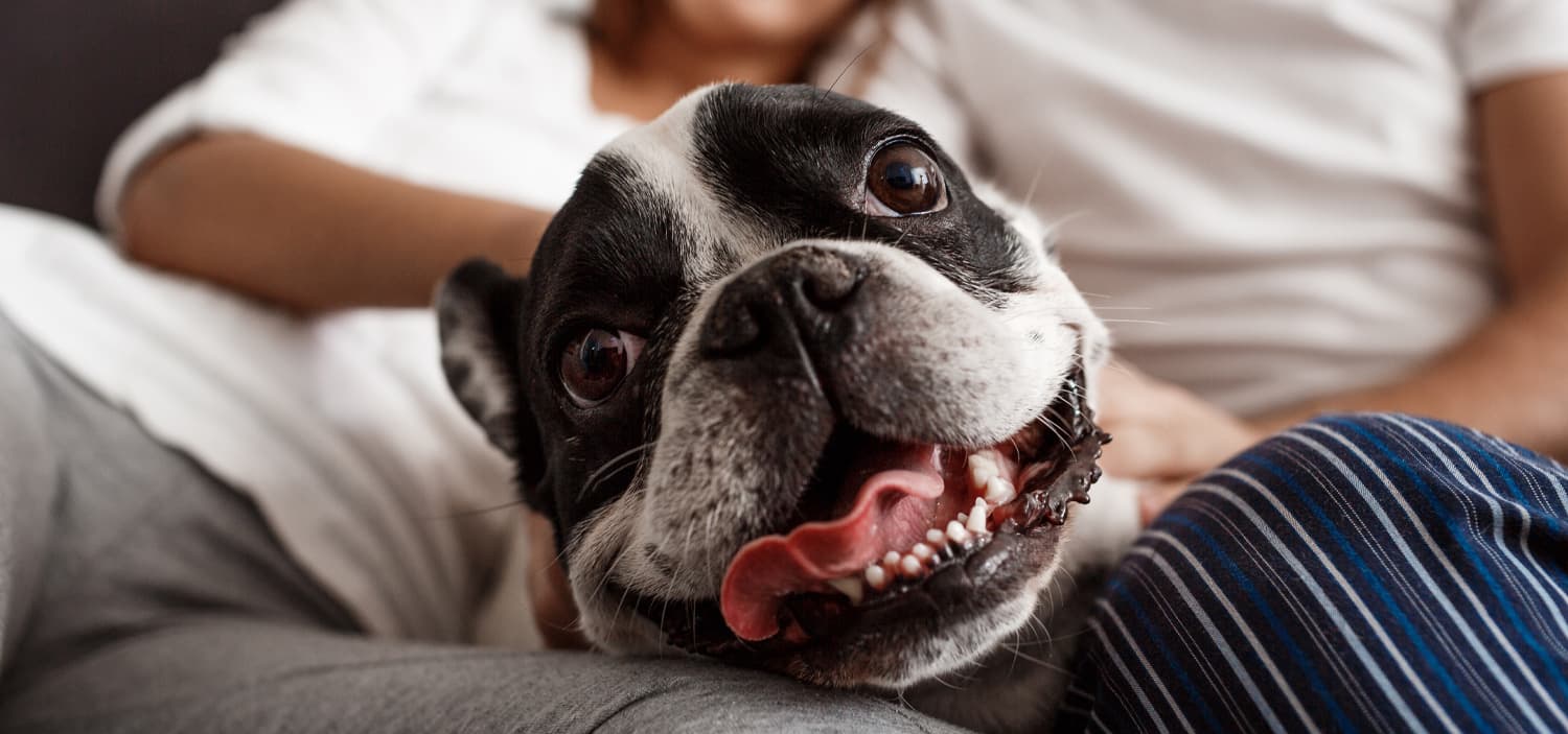 chien bien dans ses pattes