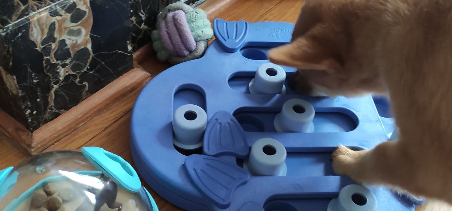 chien dans appartement