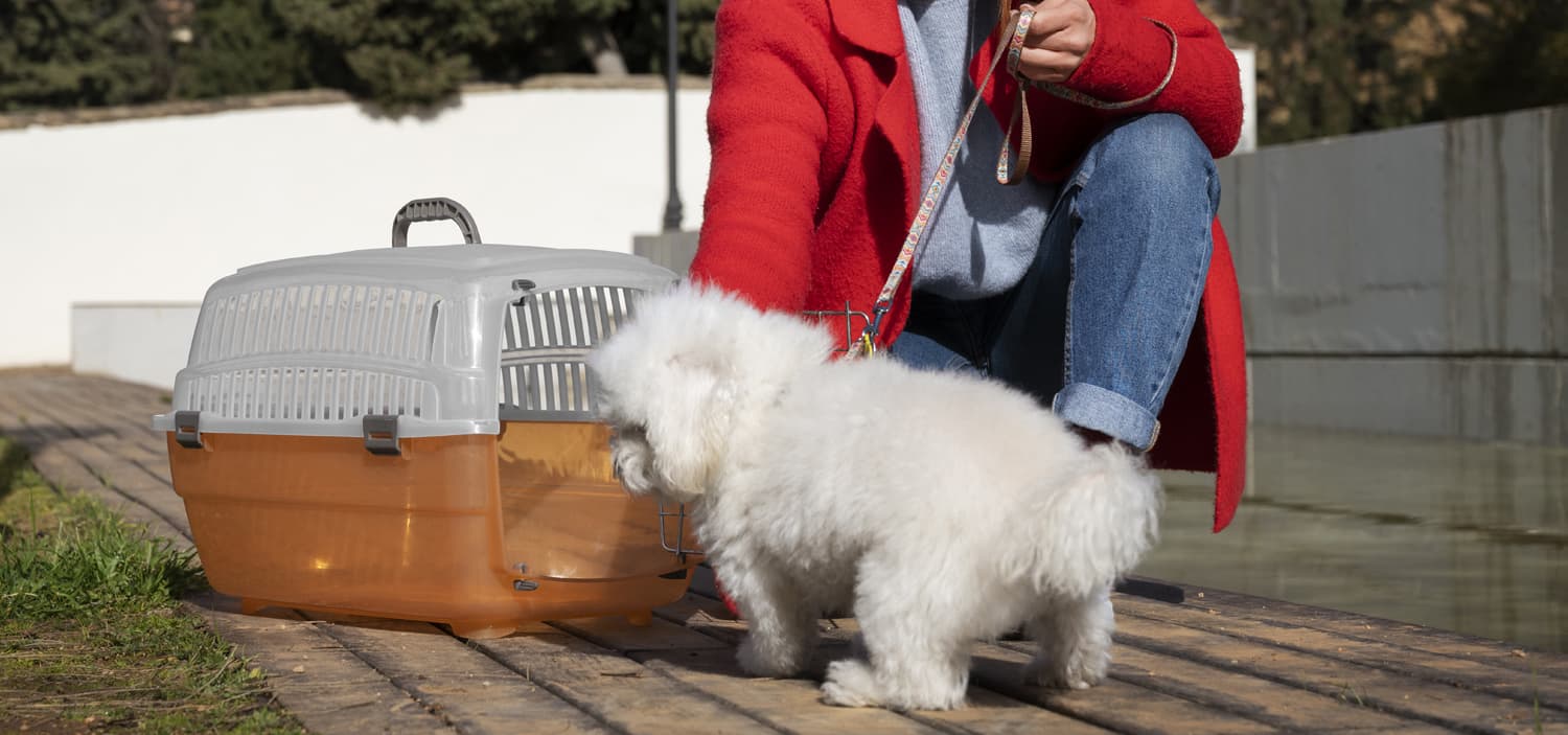 chien en avion en cabine