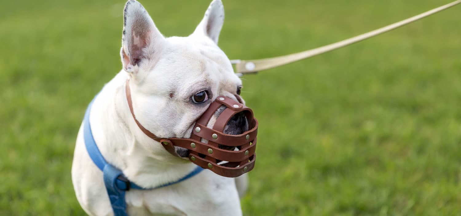 chien qui mord prévention
