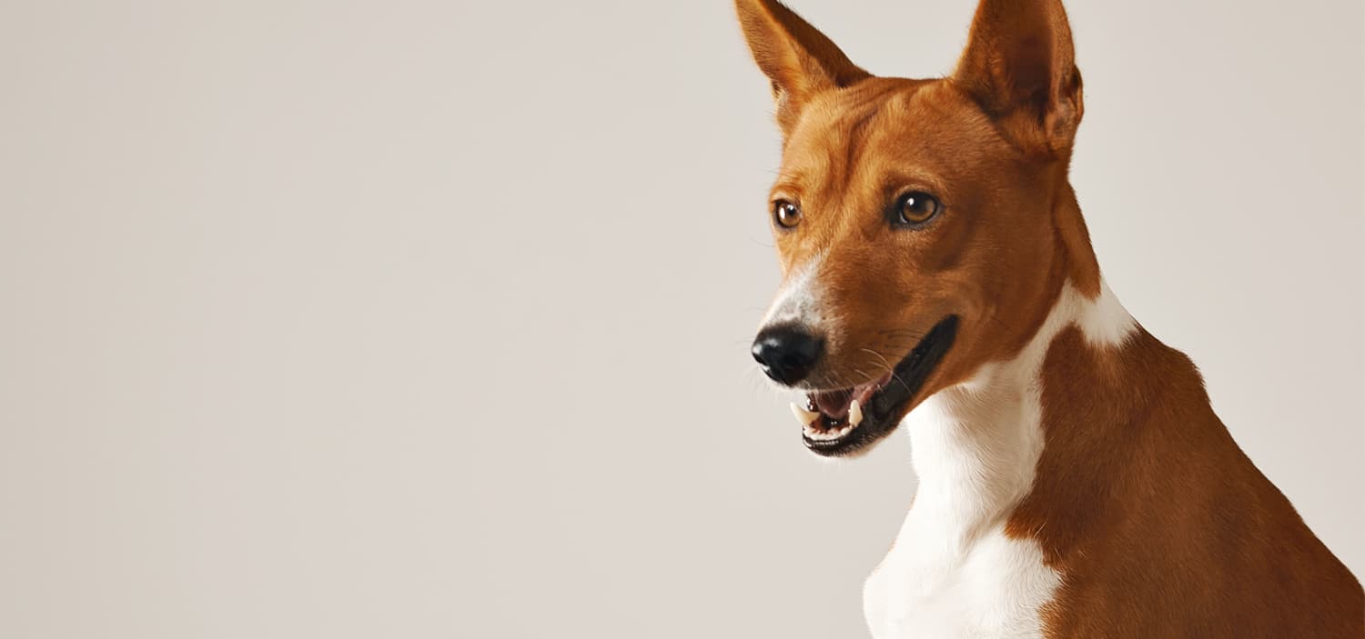 chien qui n aboie pas