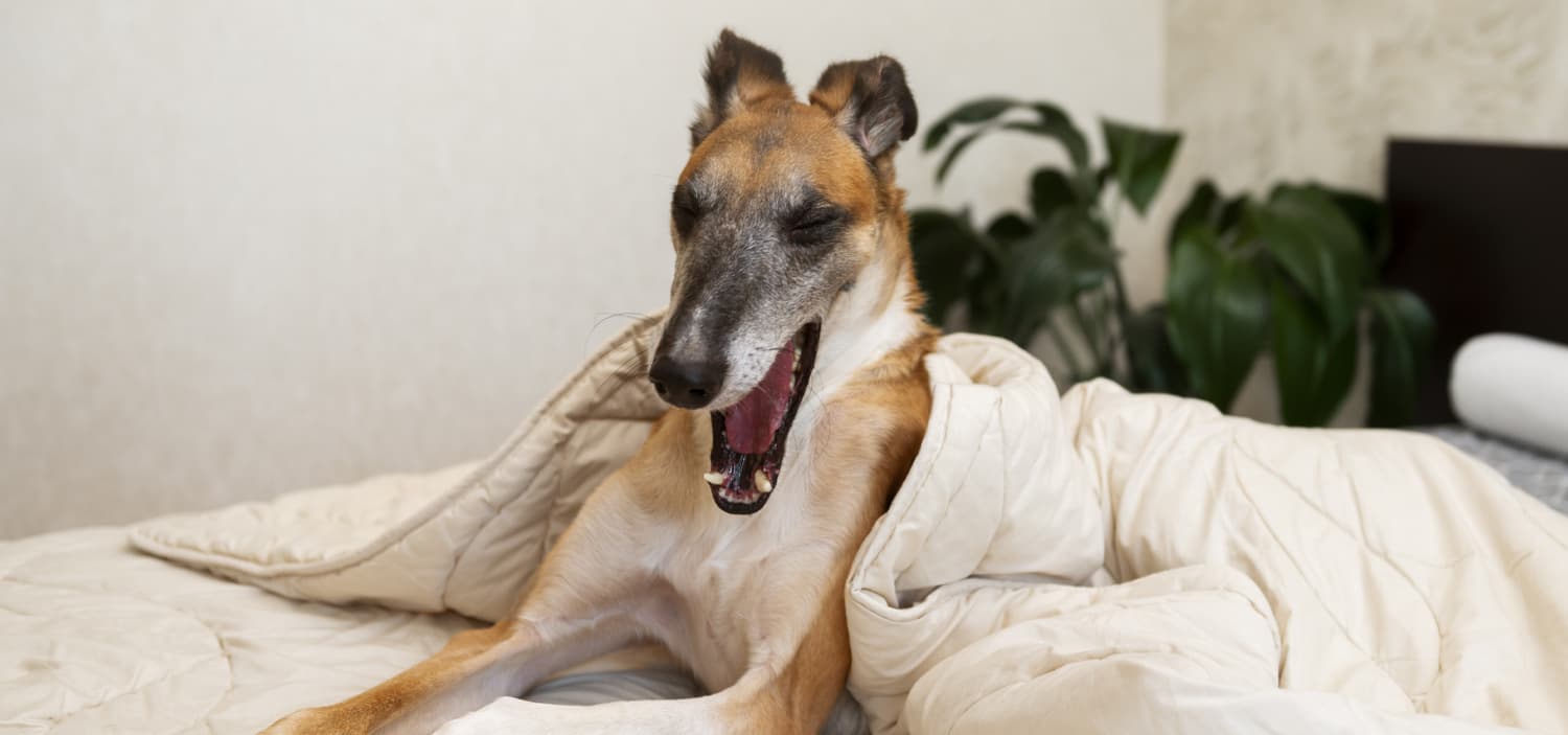 chien stressé que faire