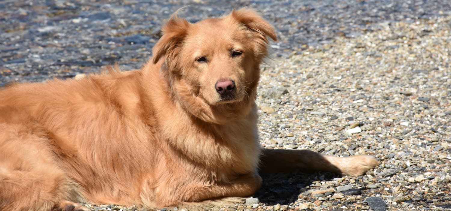 chien taille moyenne calme