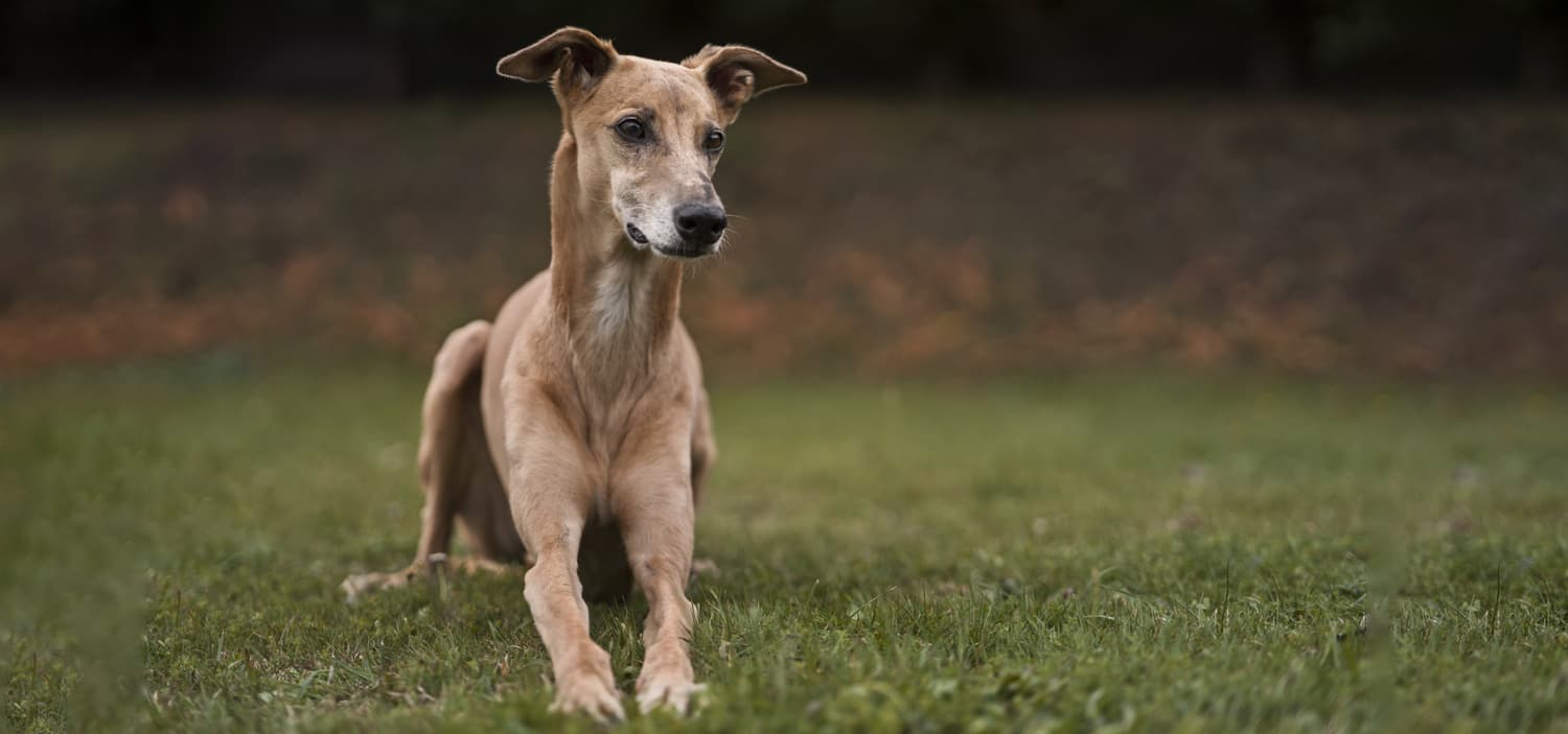chien taille moyenne de compagnie