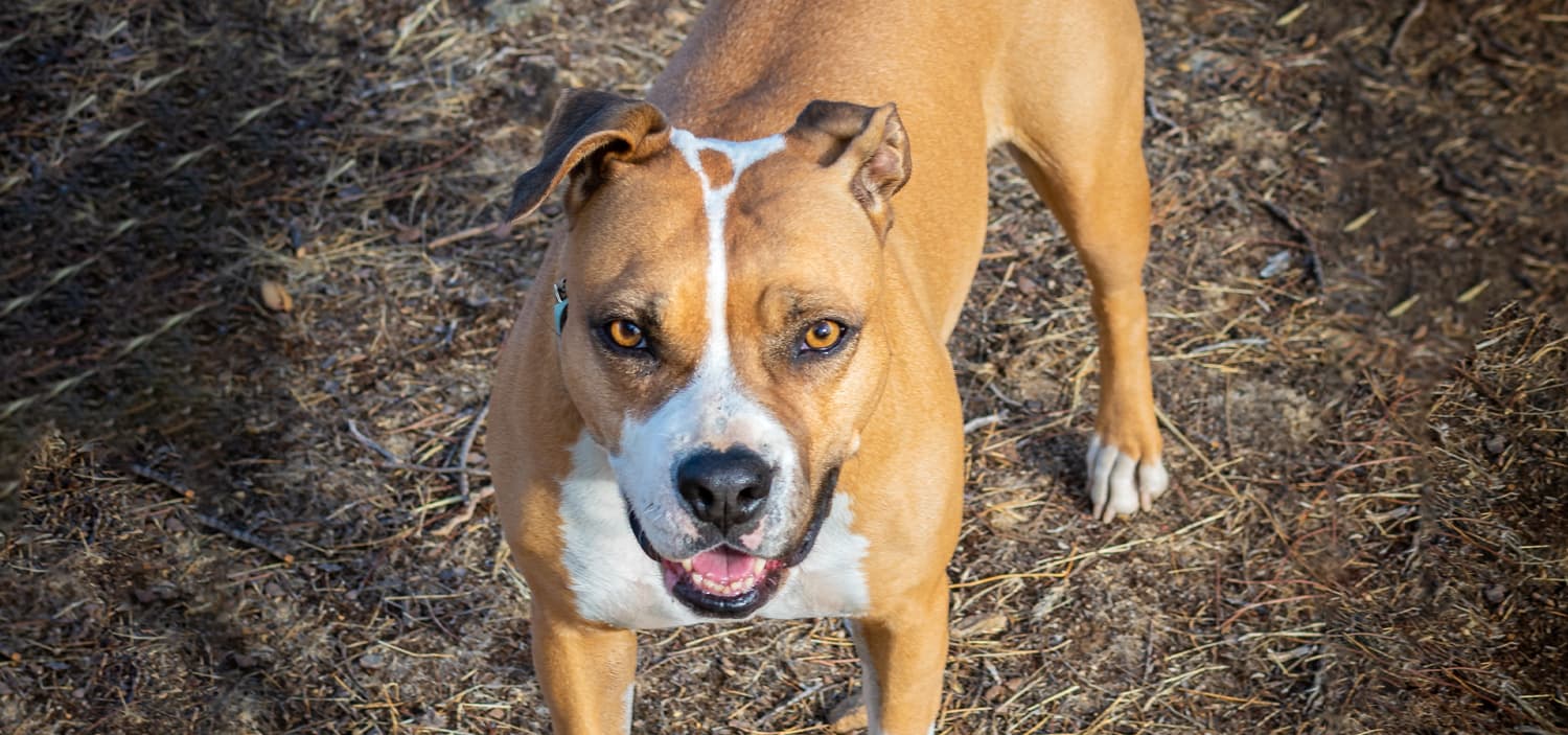 chien taille moyenne poil court