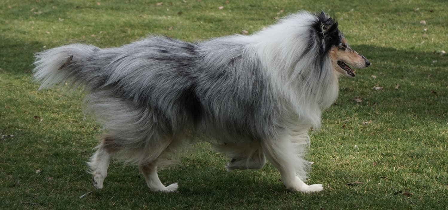 chien taille moyenne poil long