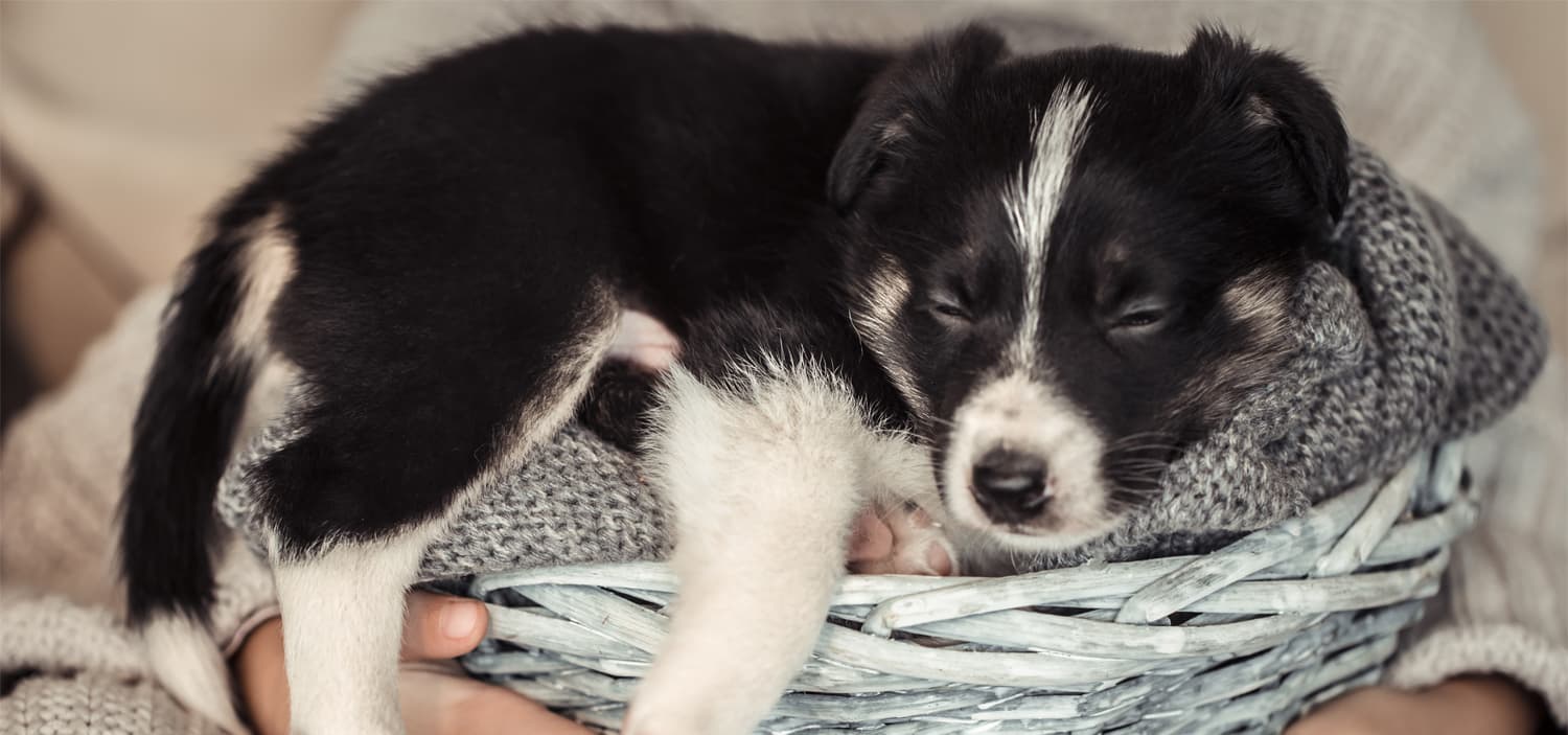 chiots border collie