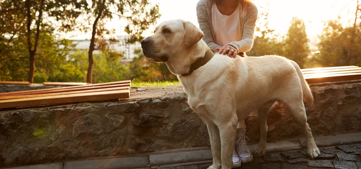 comment socialiser un chien adulte stressé