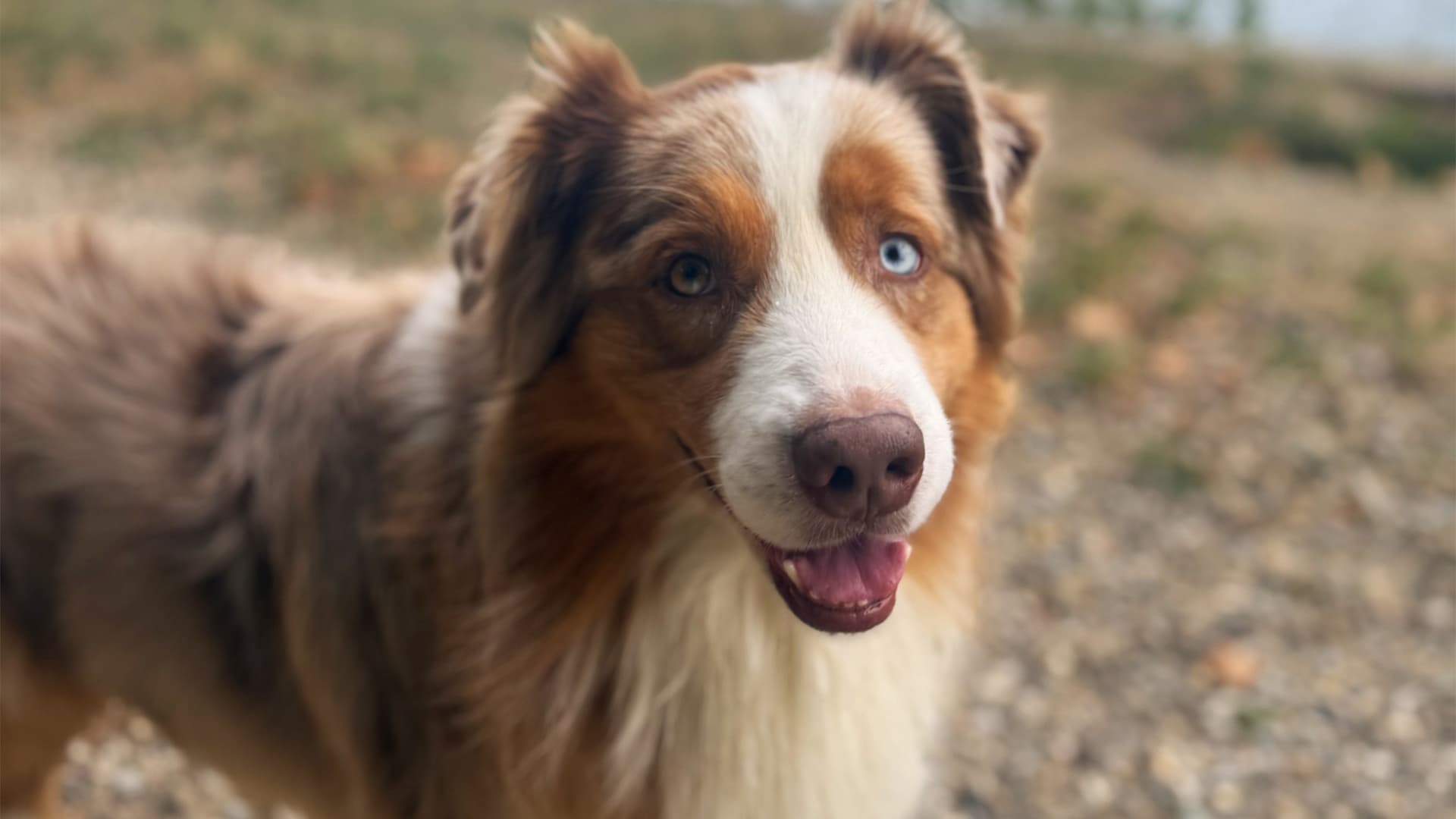 comportement du berger australien