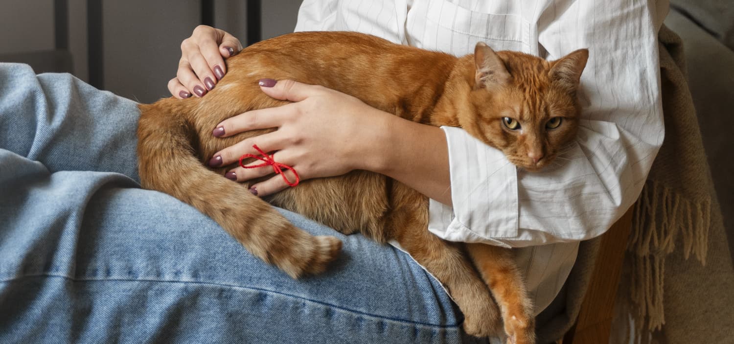 comportementaliste chat fin de grossesse