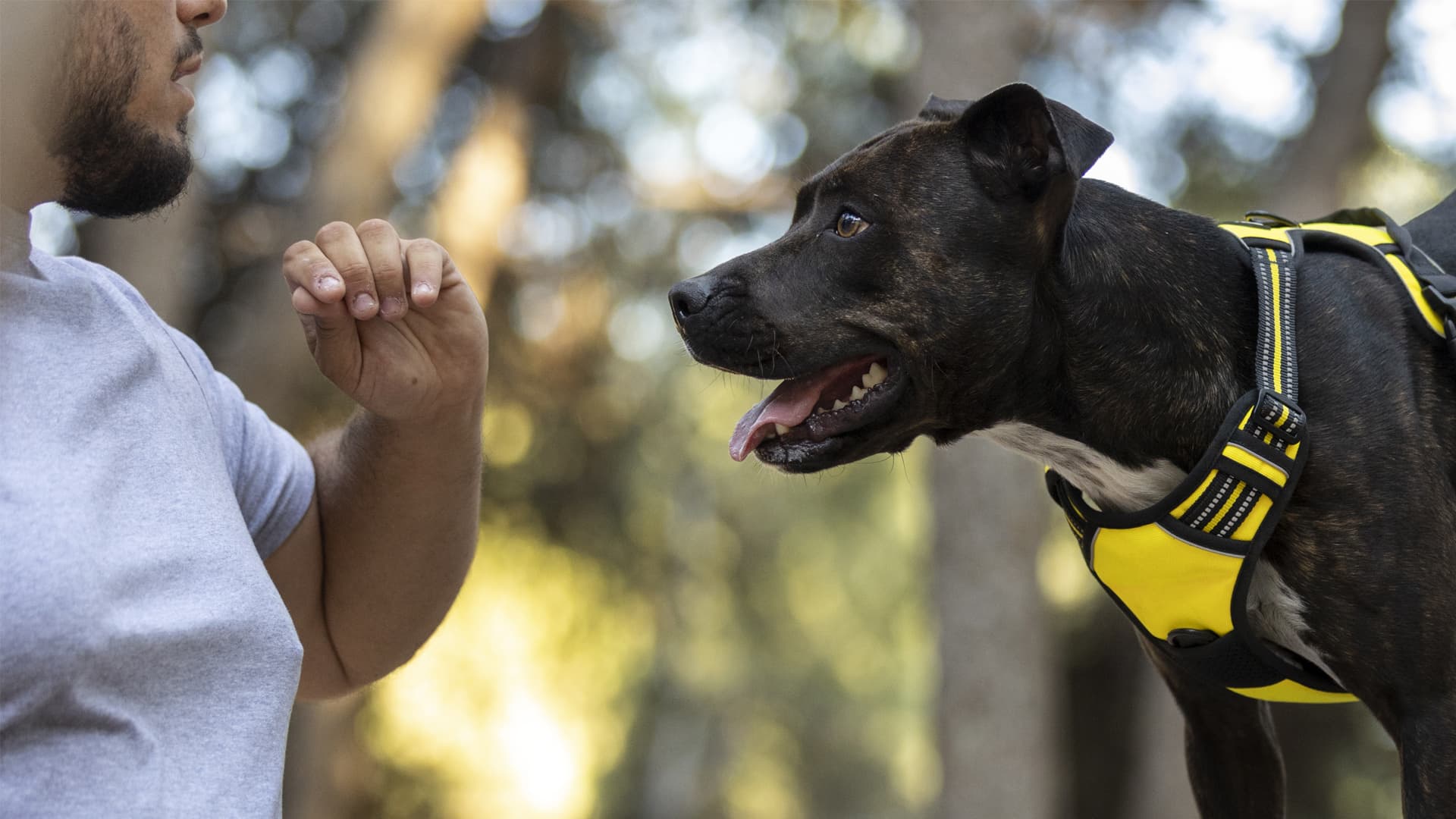 comportementaliste chien