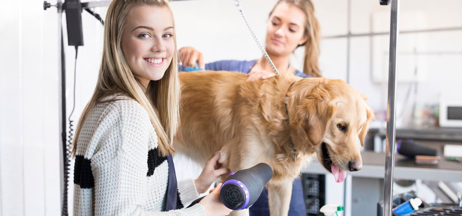 devenir toiletteur canin