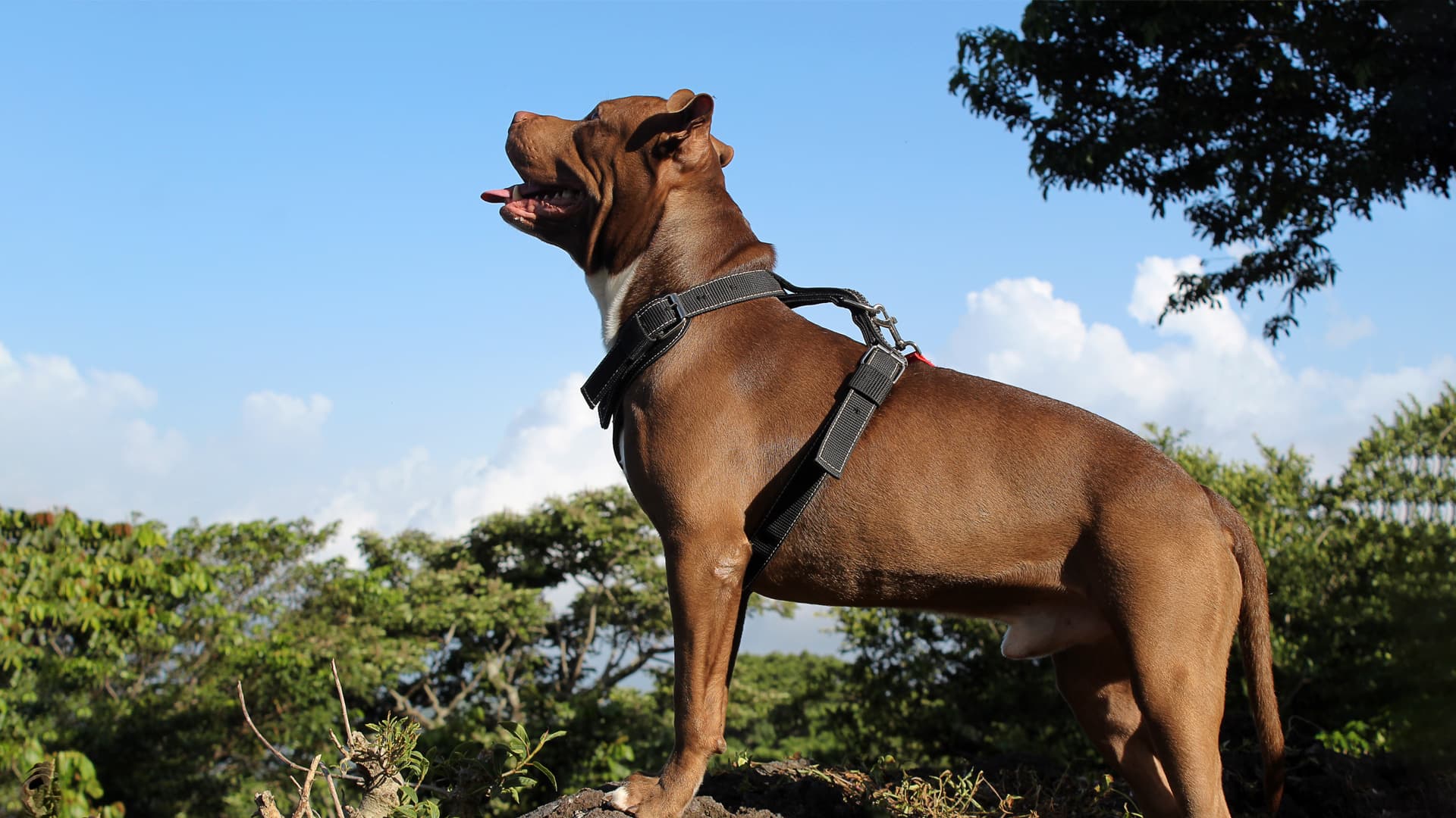 dogue de bordeaux caractere