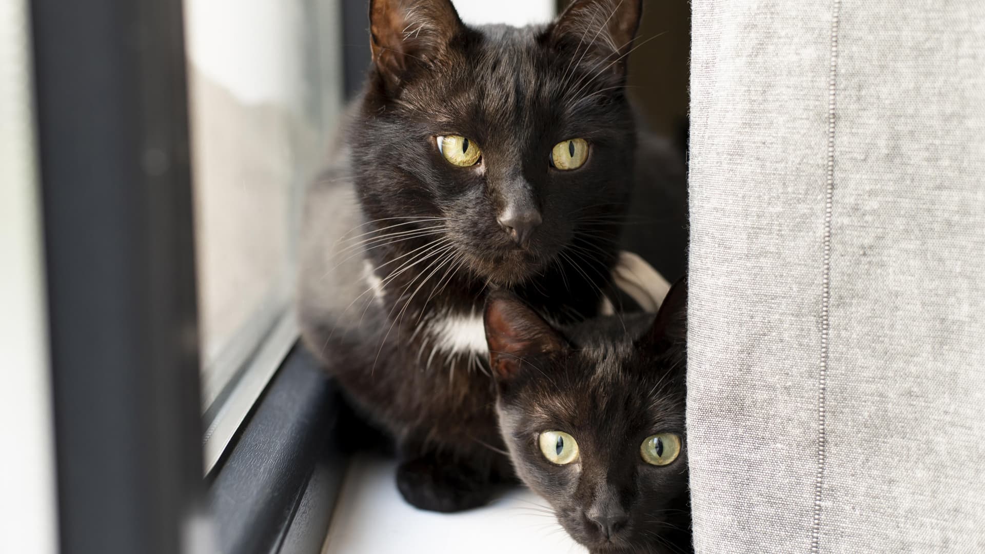 garderie chat professionnelle