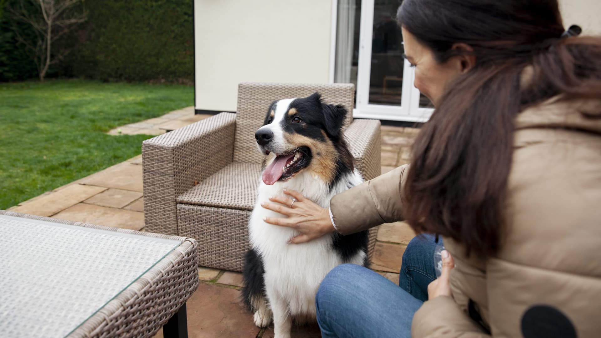 garderie chien professionnelle