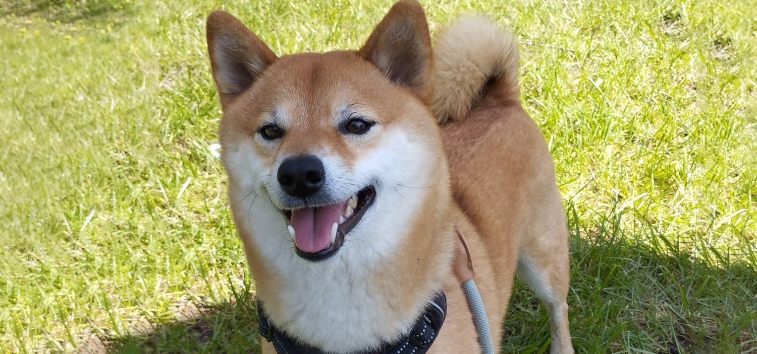 langage positif chiens