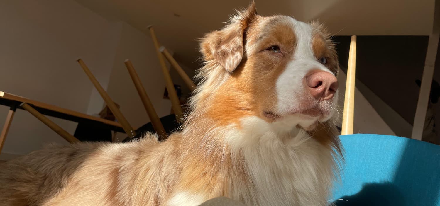 le comportement du berger australien