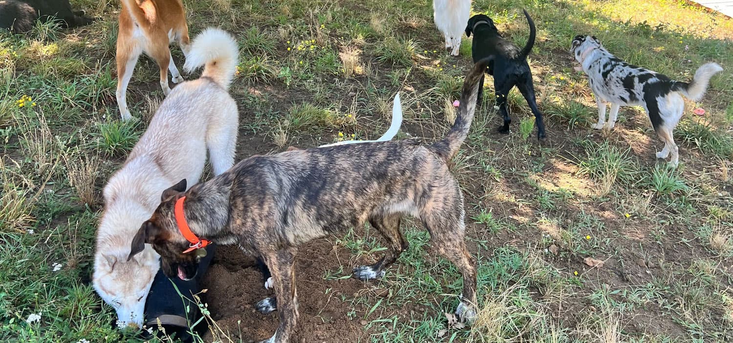 Les besoins fondamentaux des chiens