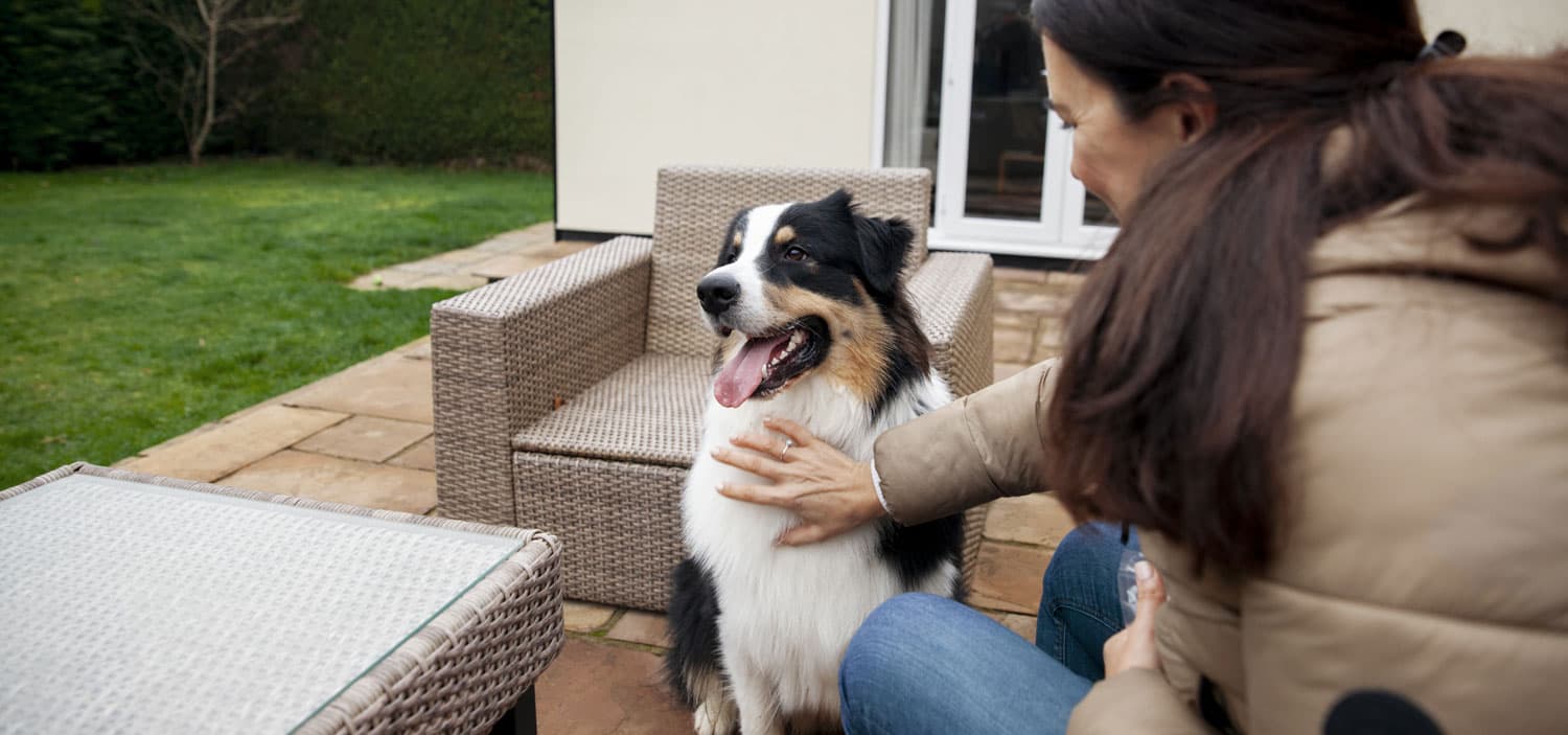 pension pour chien familiale