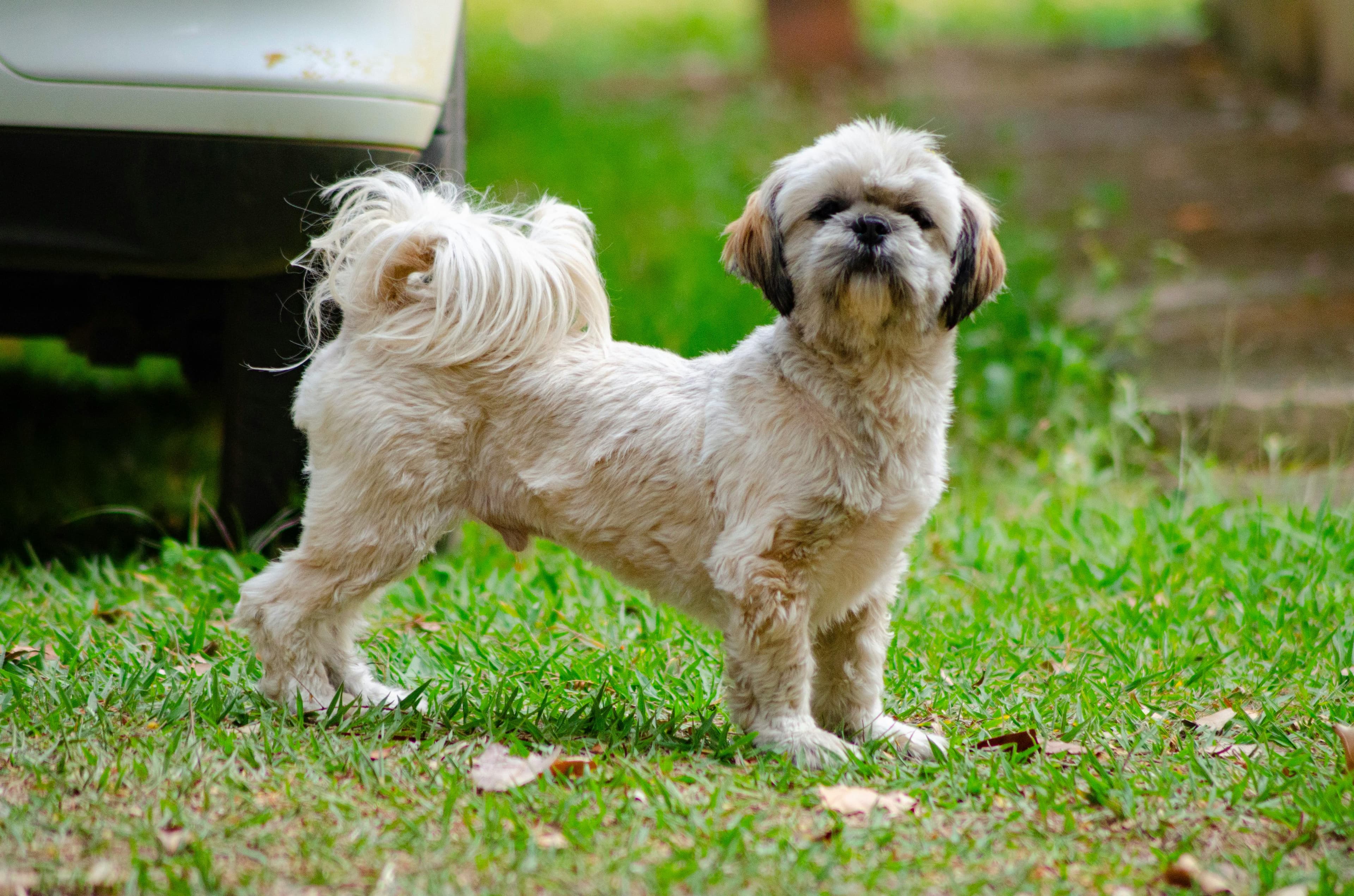 toilettage shih tzu