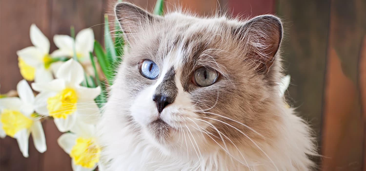 plantes sécuritaires pour les chats