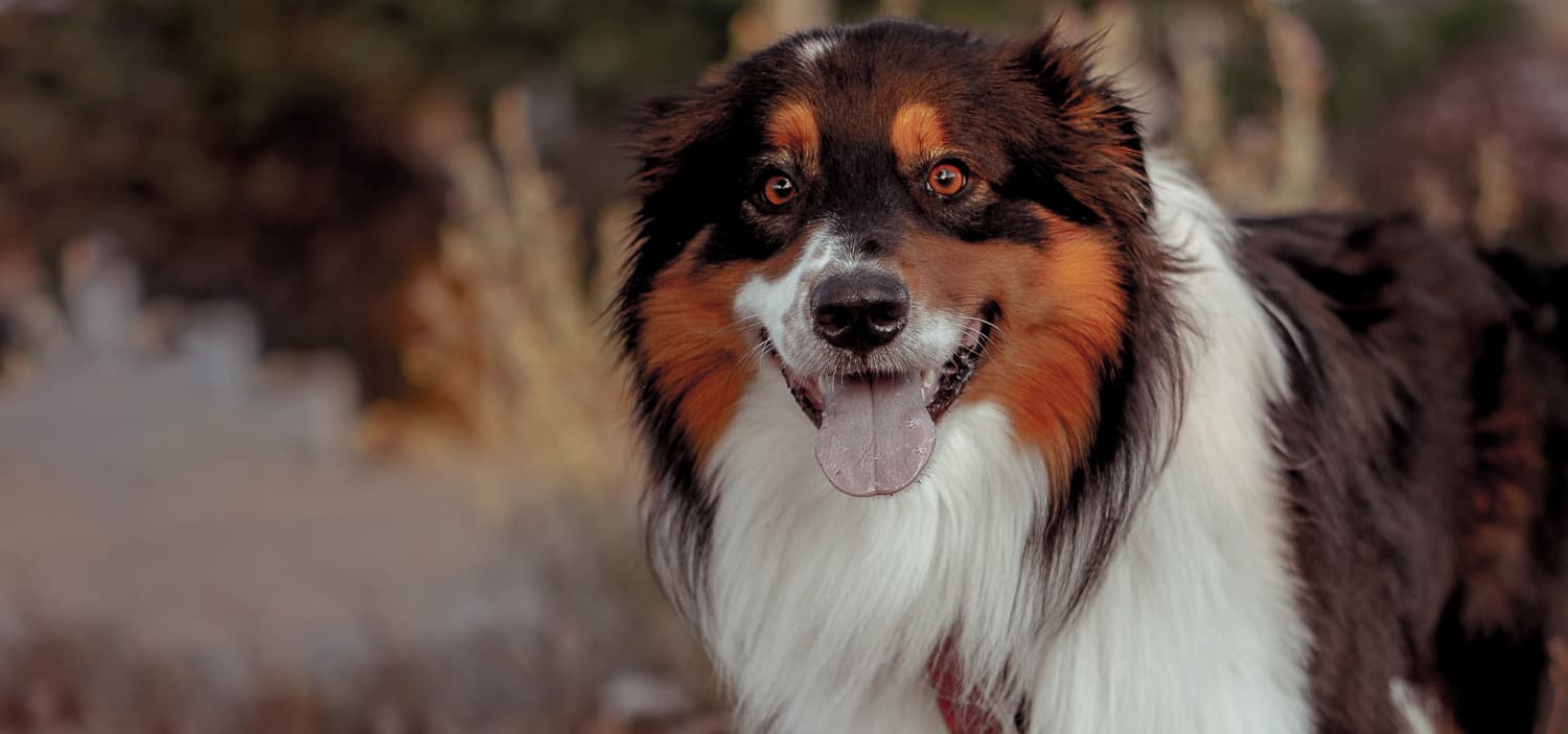 quel comportement du berger australien