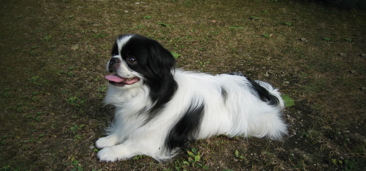 races chien appartement - Chin Japonais