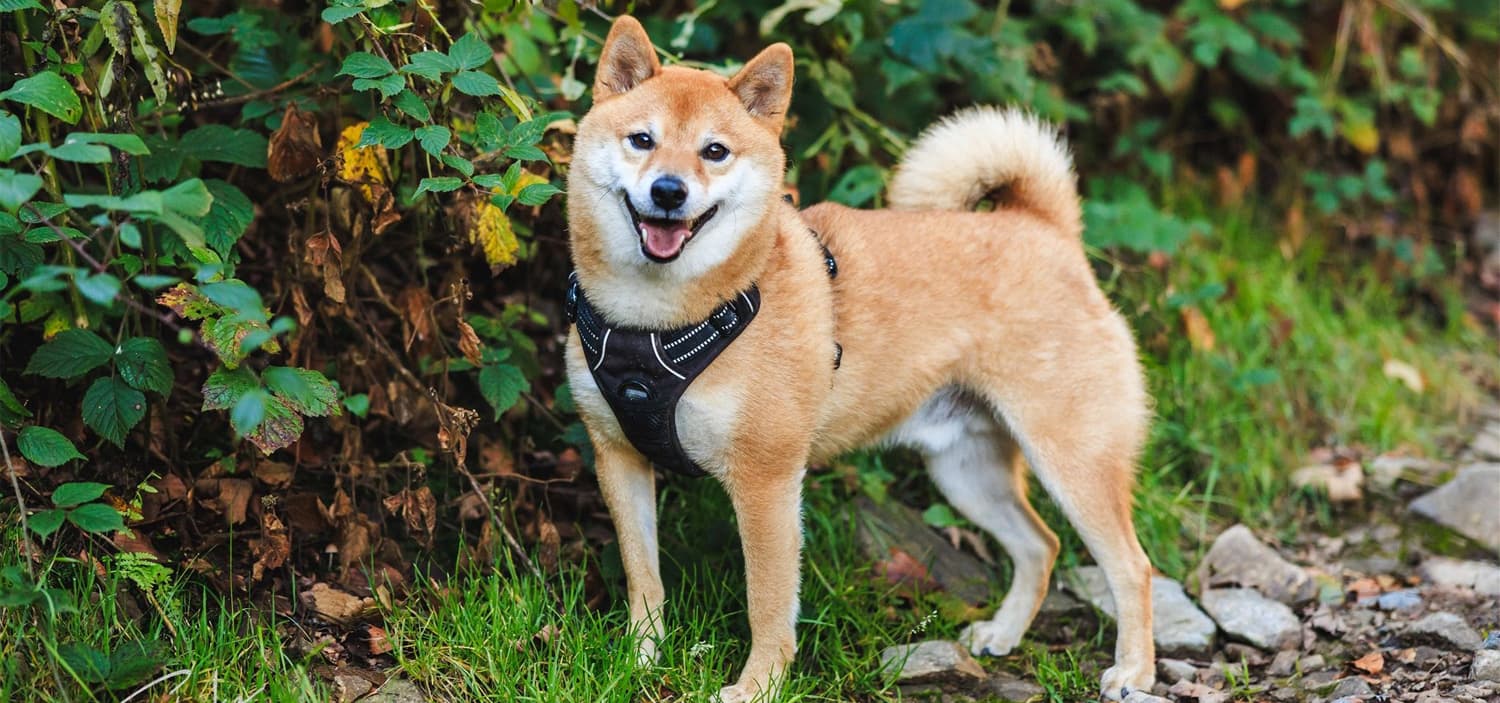 races chien appartement - shiba inu