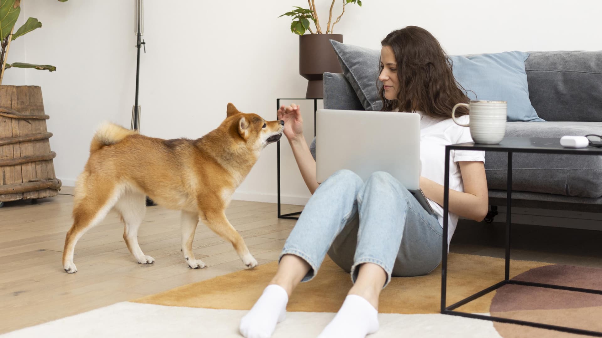 races chien appartement