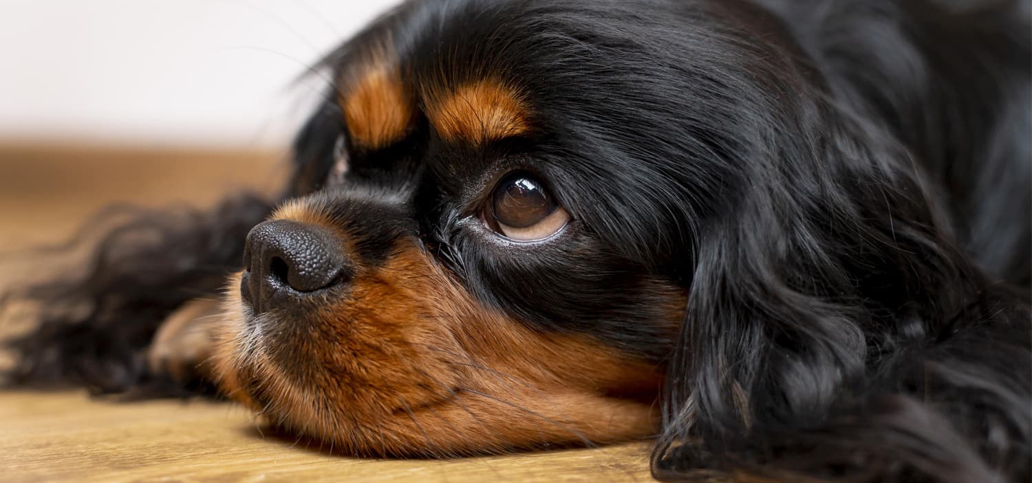 races chiens appartement Cavalier King Charles