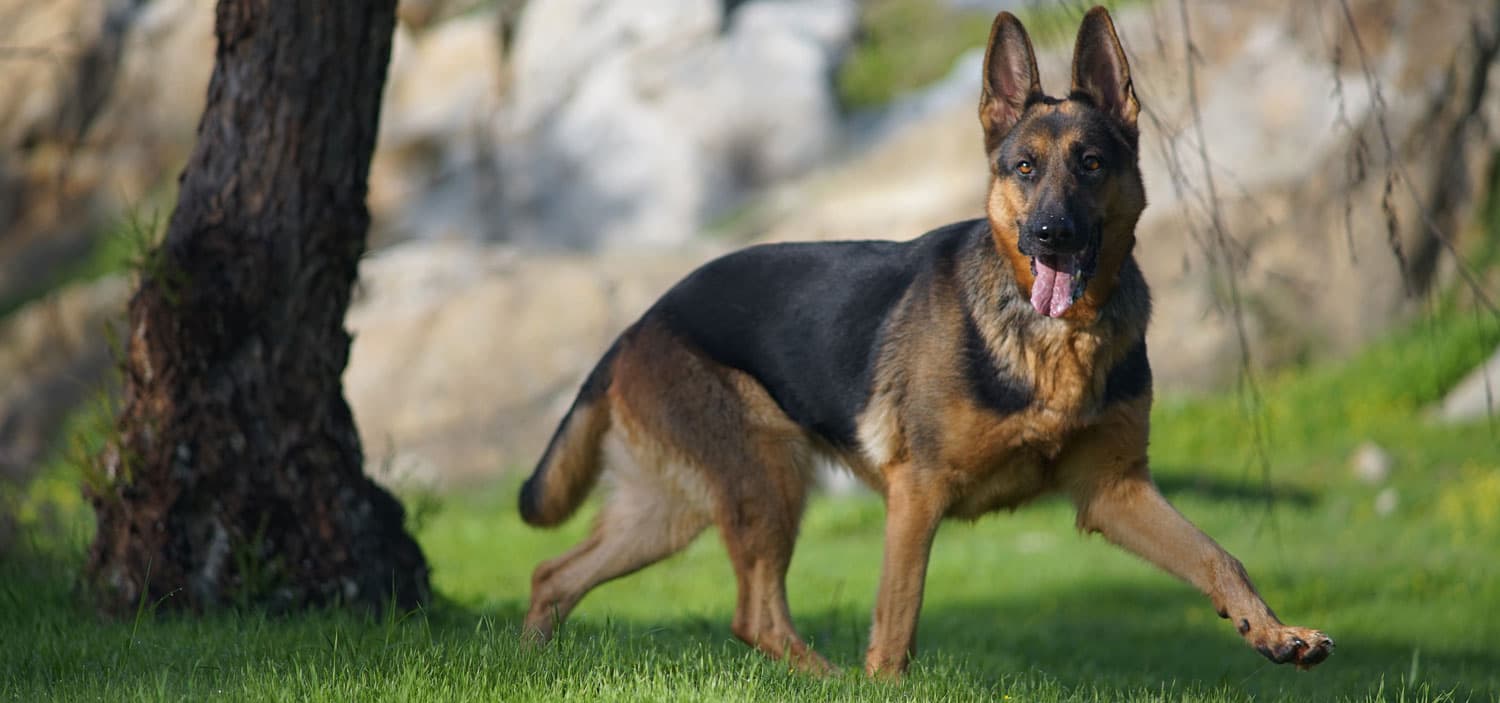retournement estomac chien combien de temps après le repas