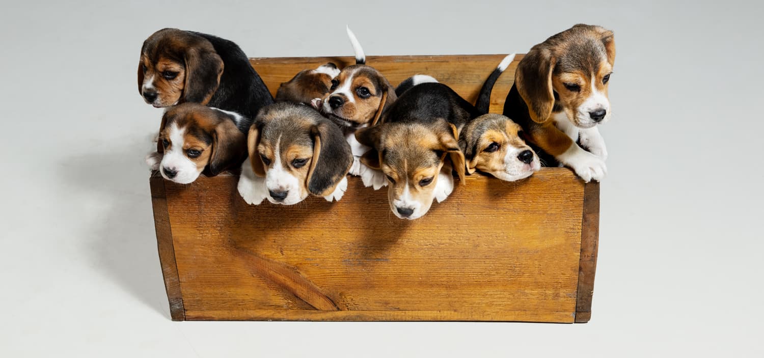 salon du chiot 2025 date