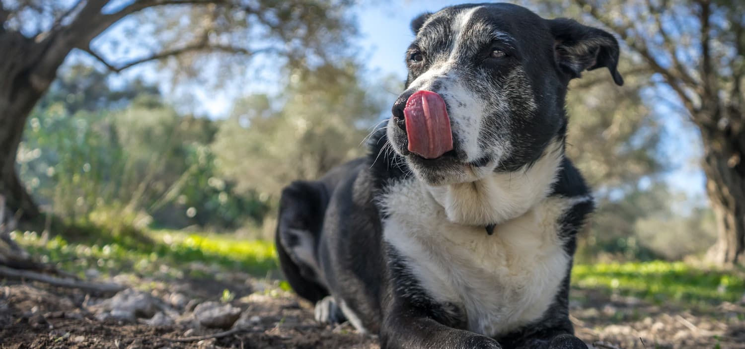 signes de stress chez le chien