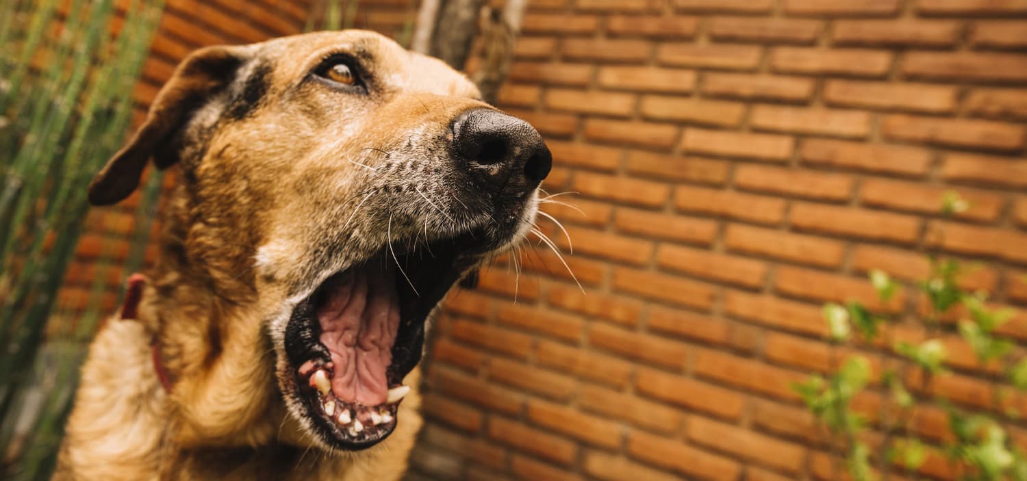 signes d'inconfort chez le chien