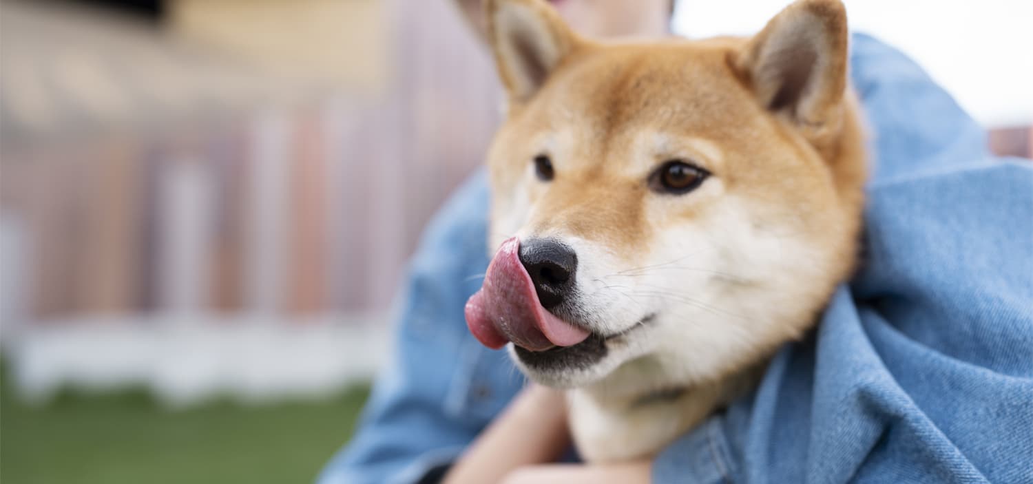 signes de stress chez le chien qui se lèche la truffe