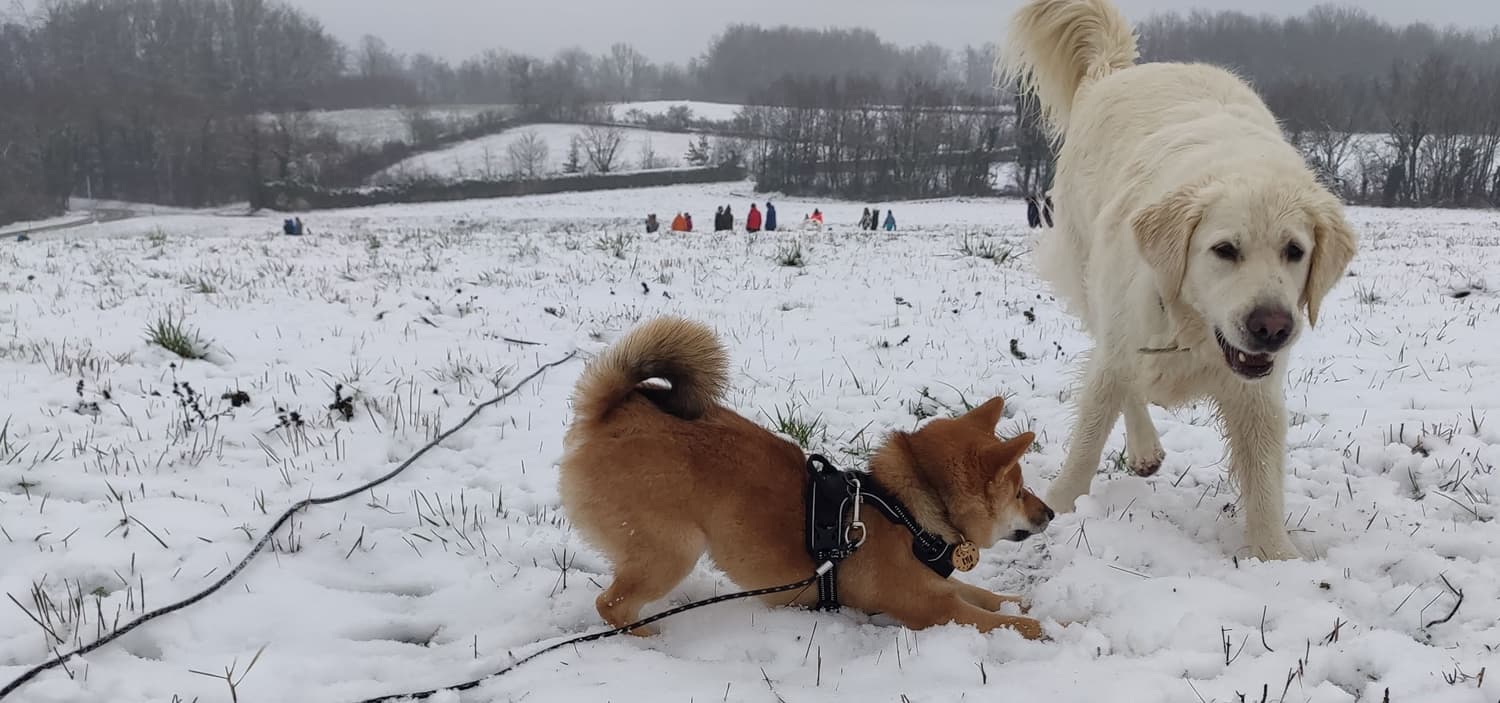 socialiser un chien adulte