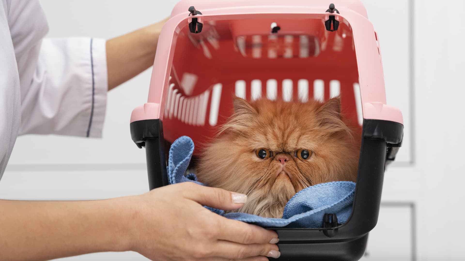 toiletteur chat professionnel