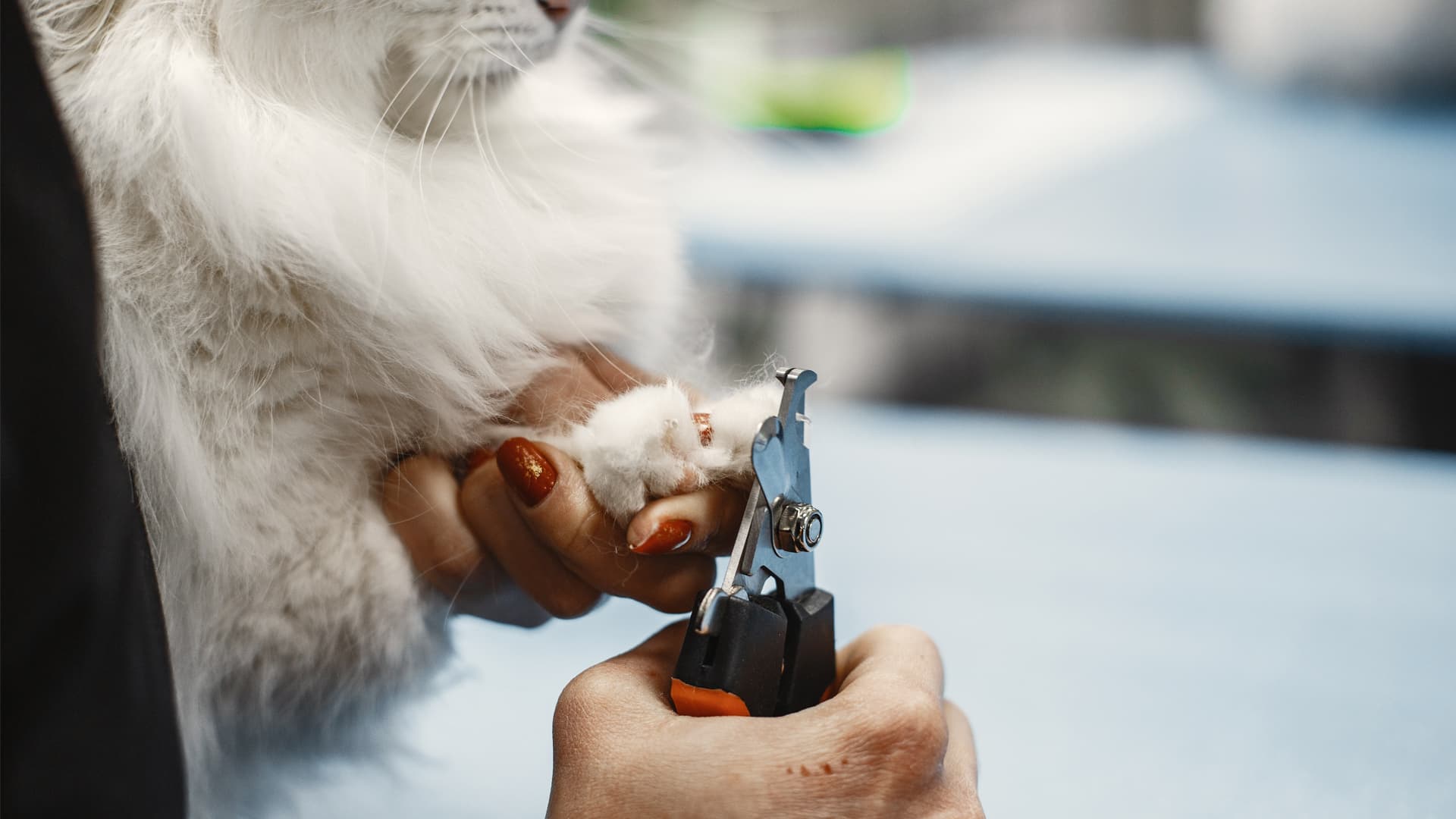 toiletteur pour chat