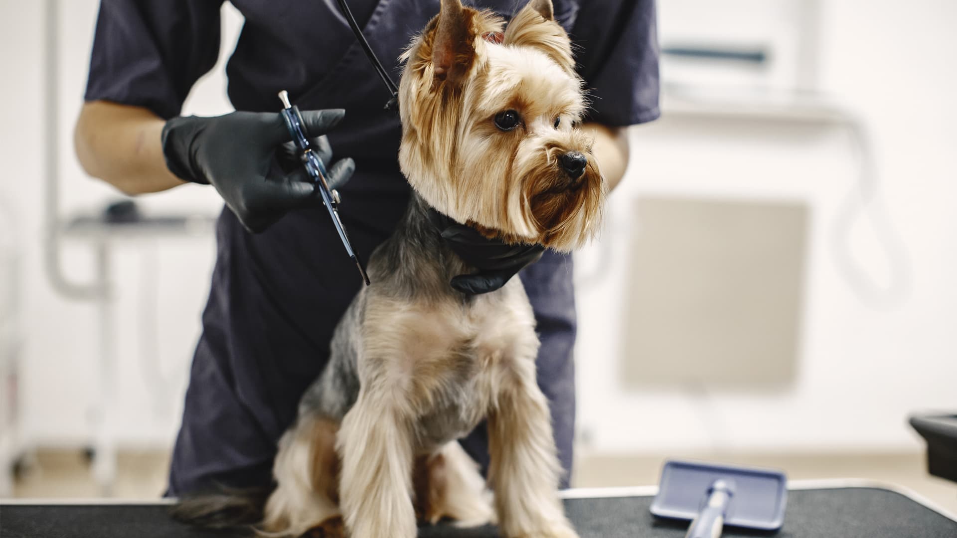 toiletteur pour chien