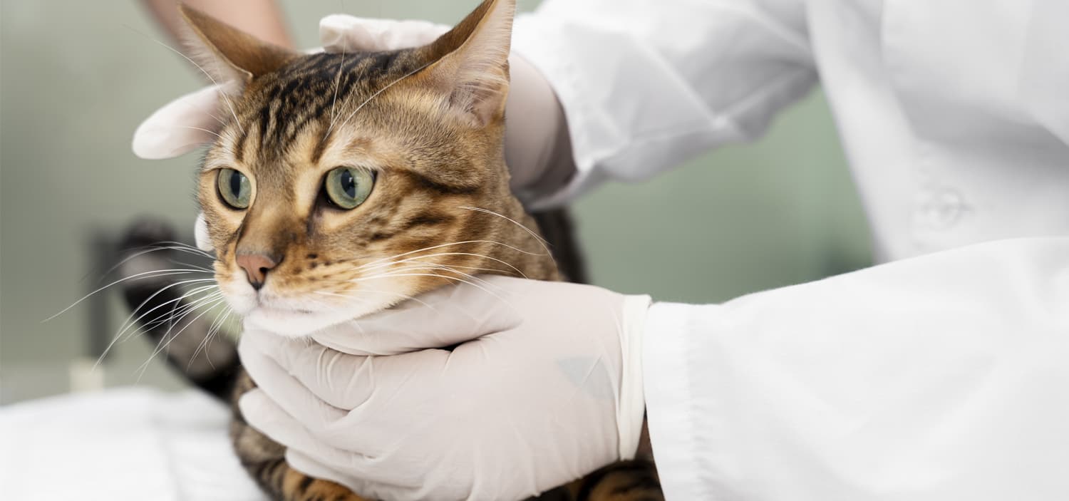 toxique pour les chats