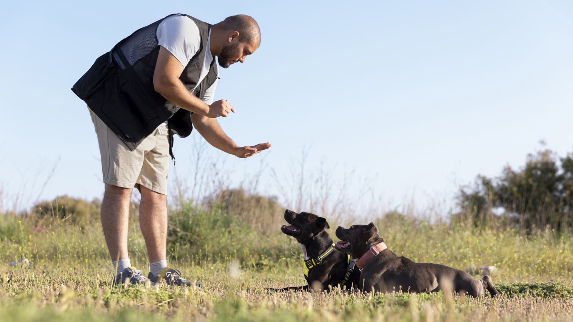 trouver comportementaliste canin