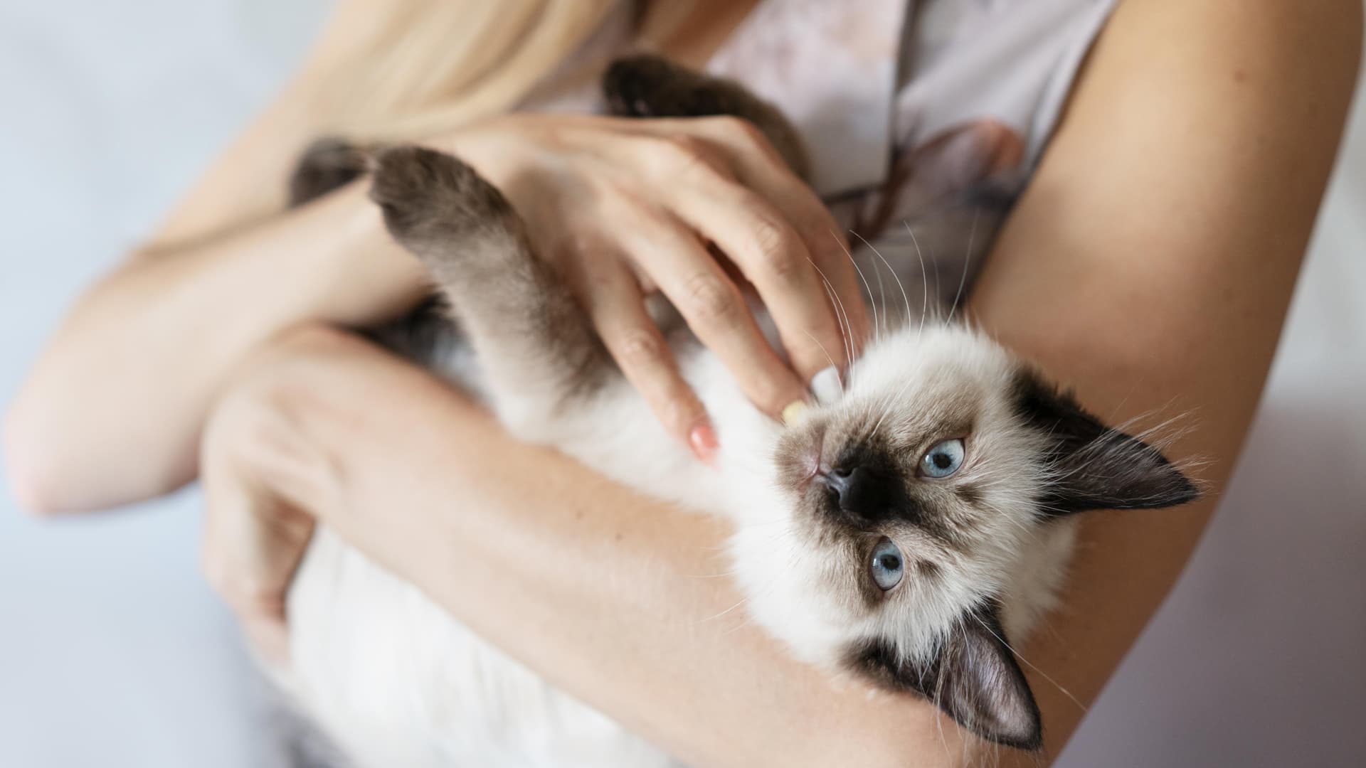 trouver éducateur chat