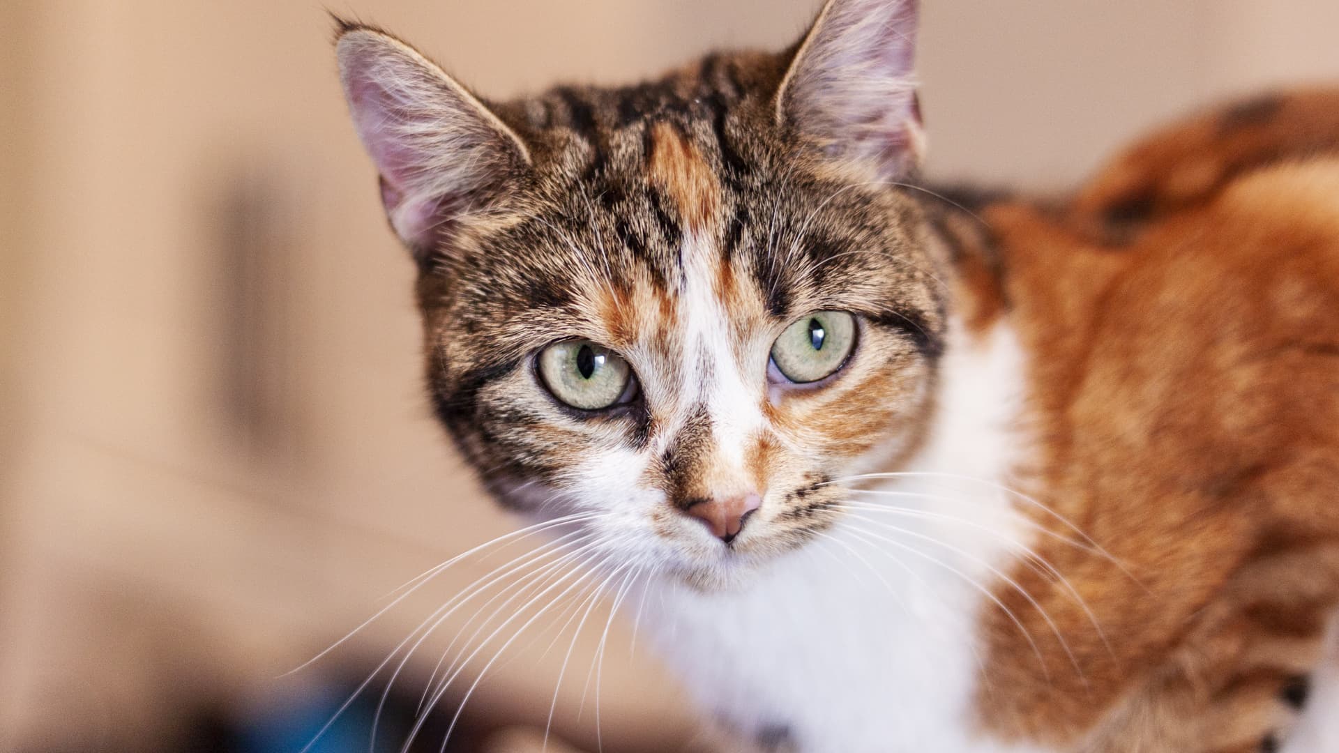 trouver garderie chat