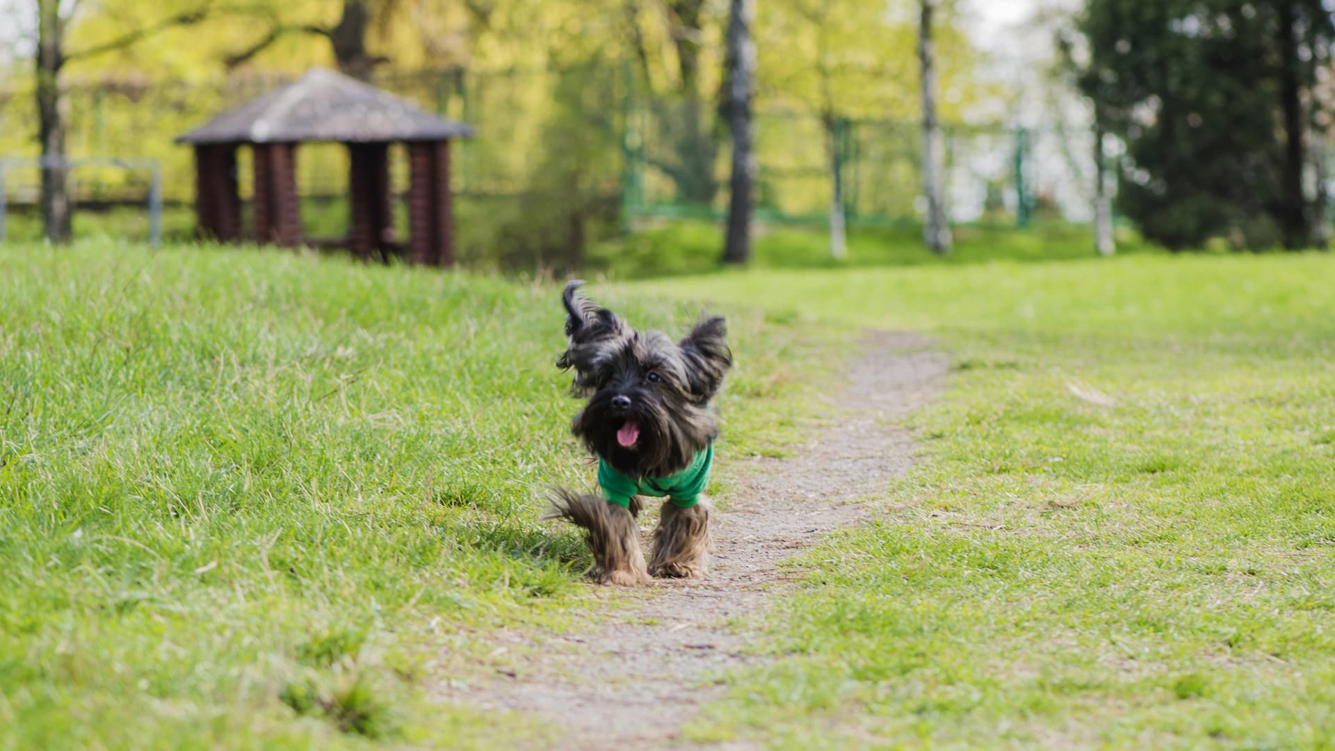 trouver garderie chien