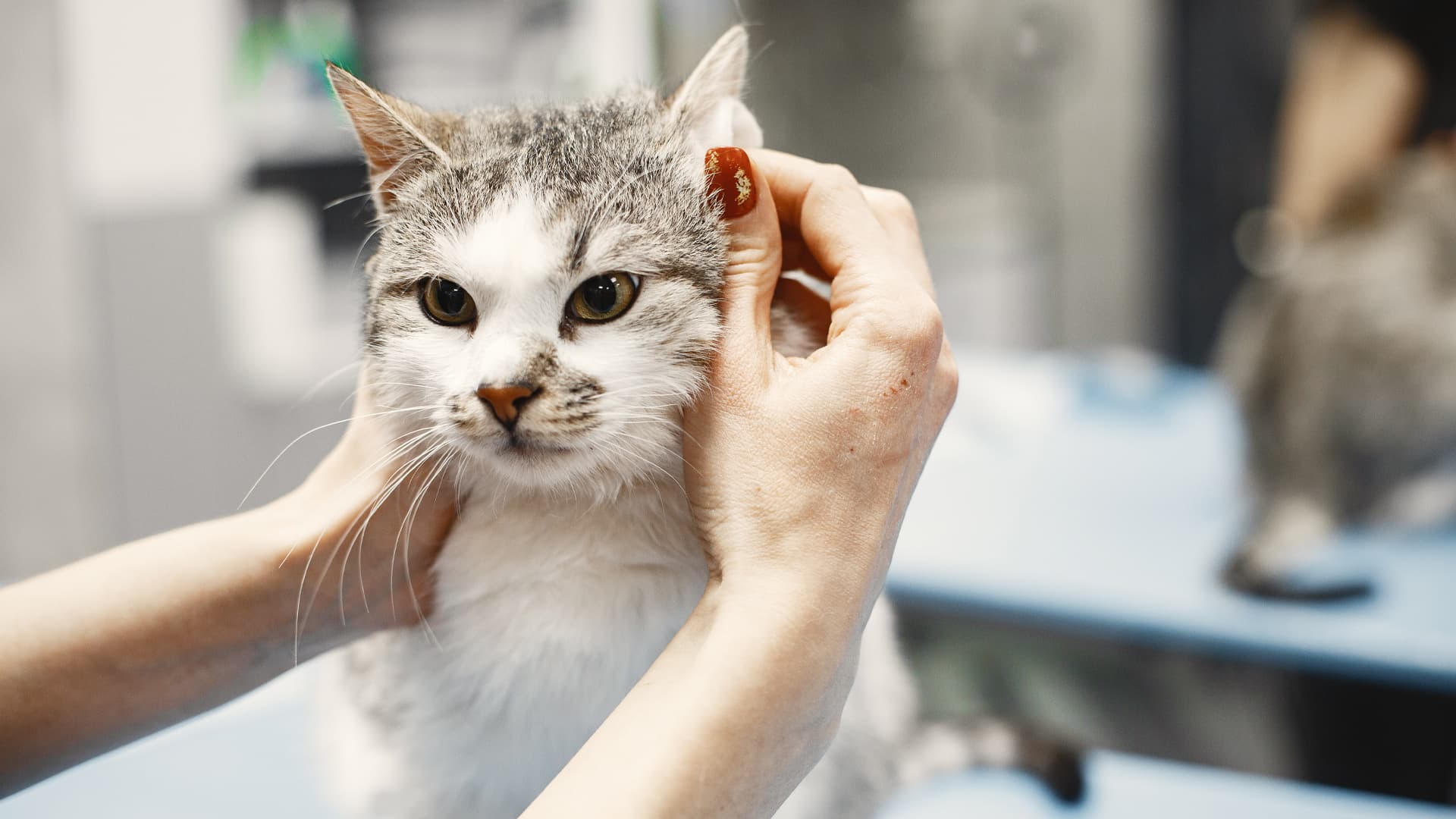 trouver toiletteur chat