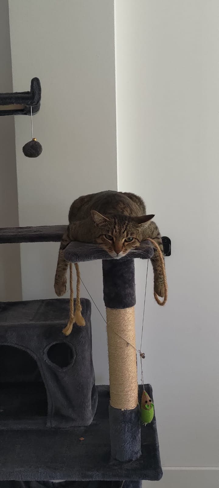 Bannière de Chloé Petsitter