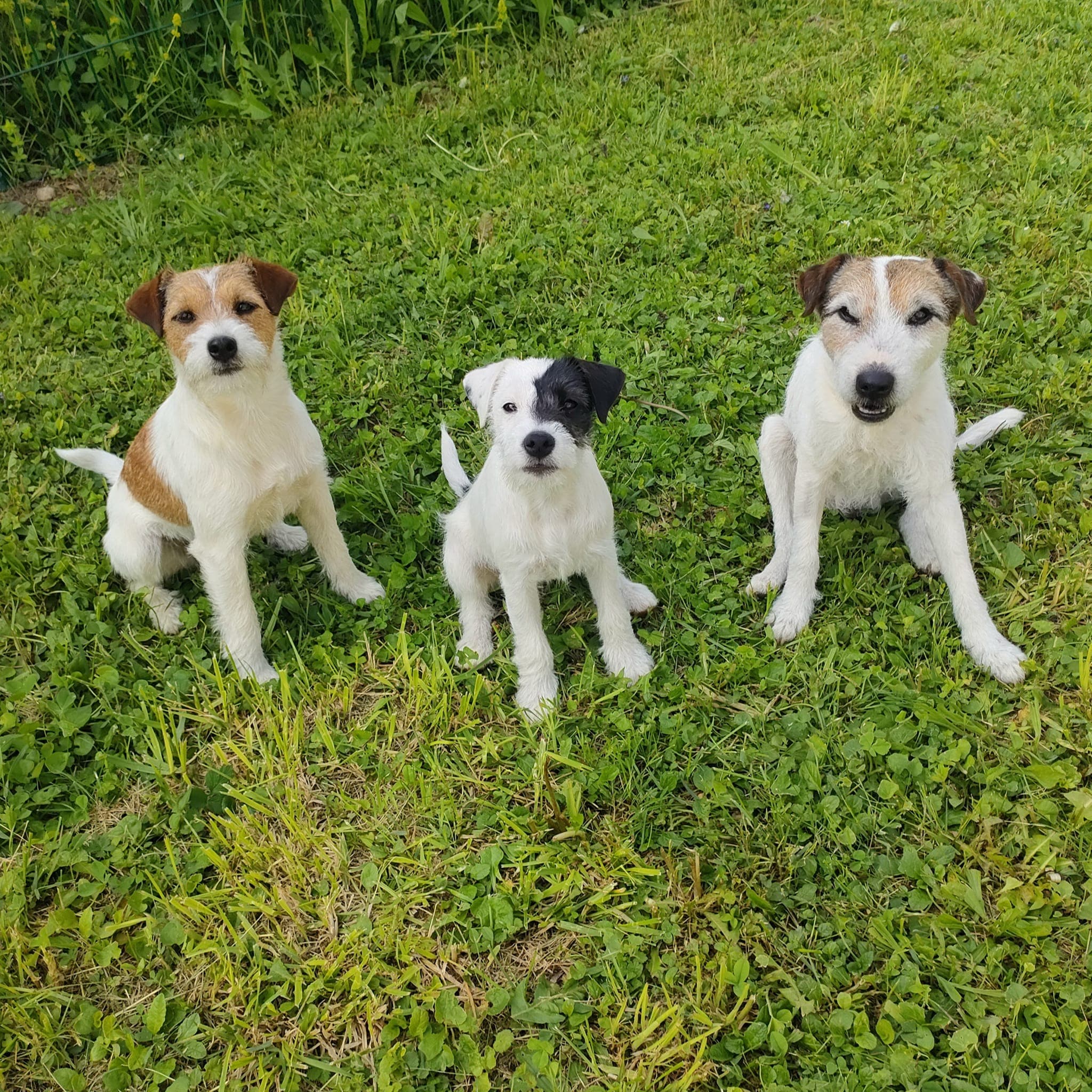 Bannière de Comportementaliste Auvergne