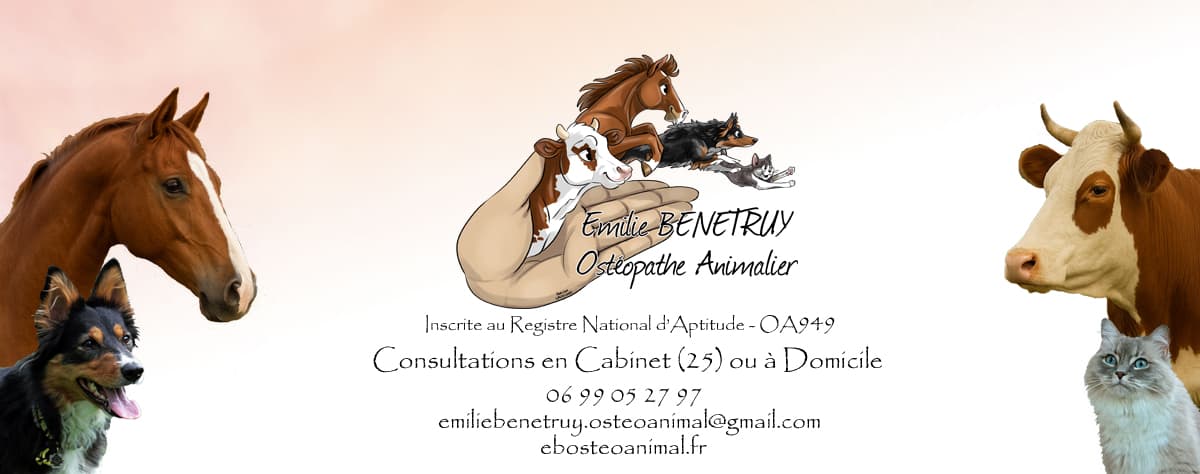 Bannière de Emilie BENETRUY, Ostéopathe Animalier