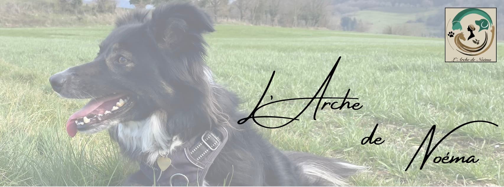 Bannière de L'Arche de Noéma